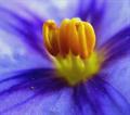 Solanum Dulcamara